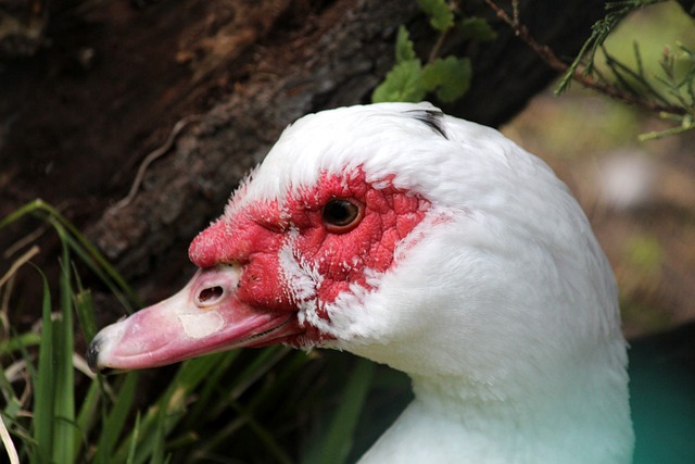 精英的加入 精英的加入
